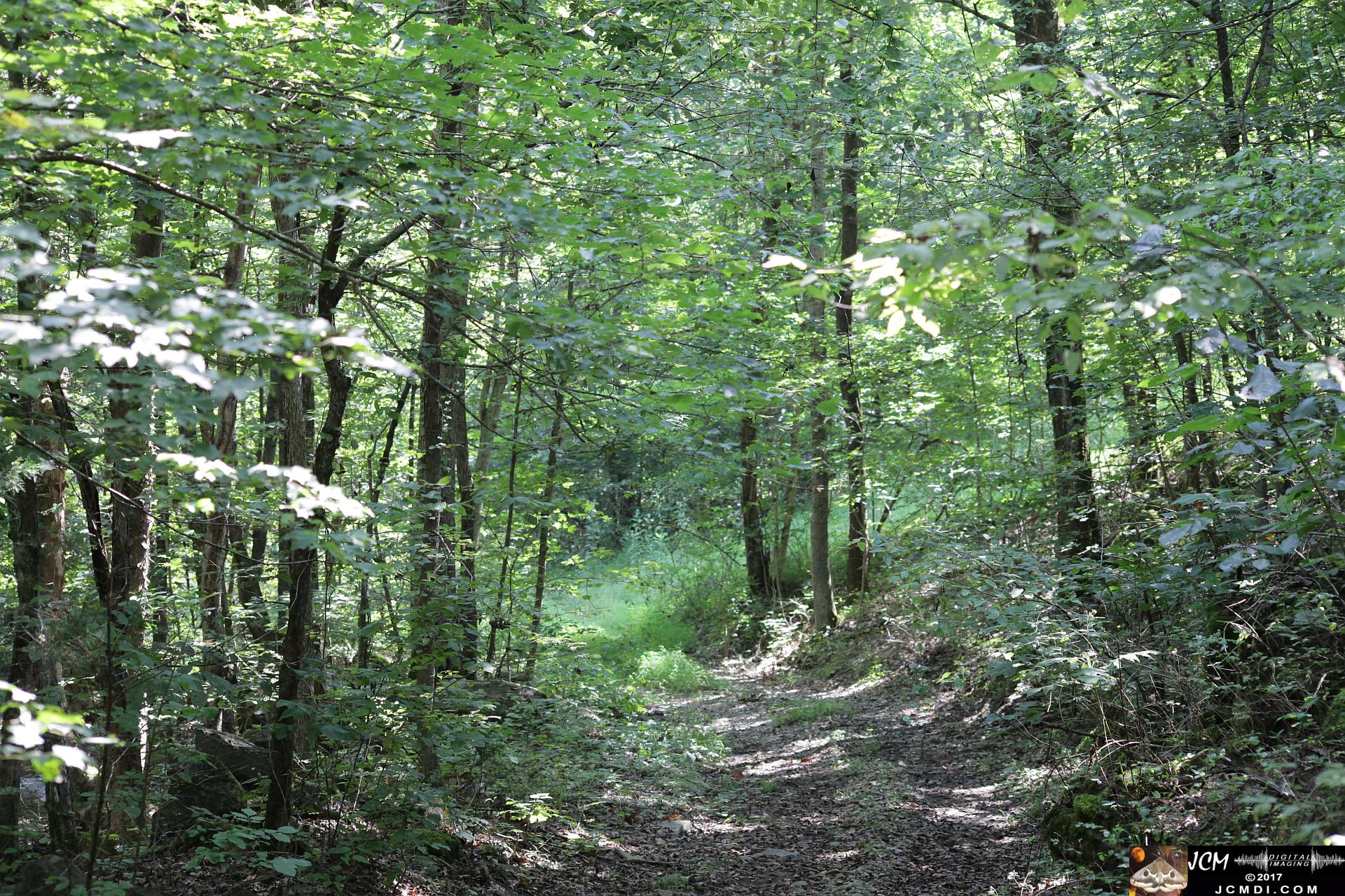 Kentucky forest road